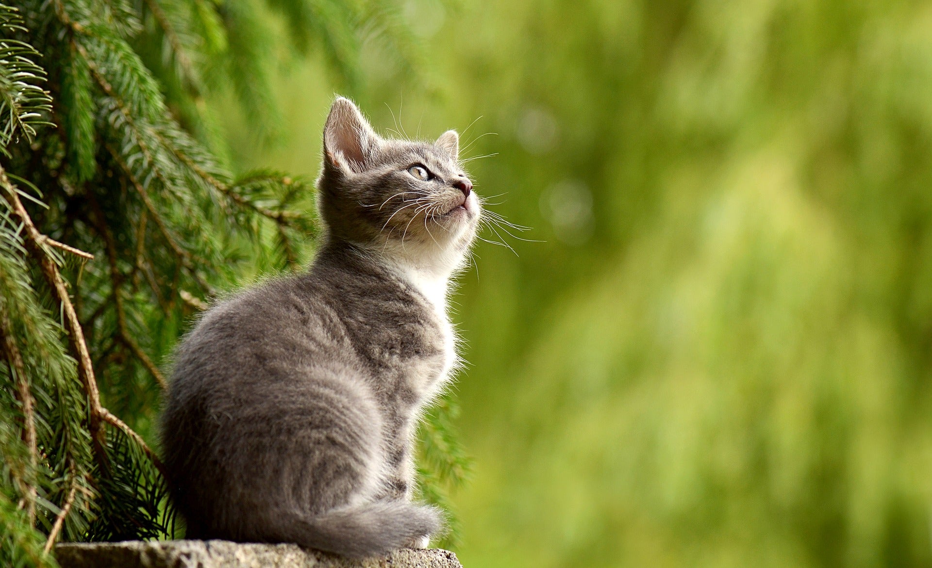 Come educare un gattino: l’educazione del gatto di 2-3 mesi