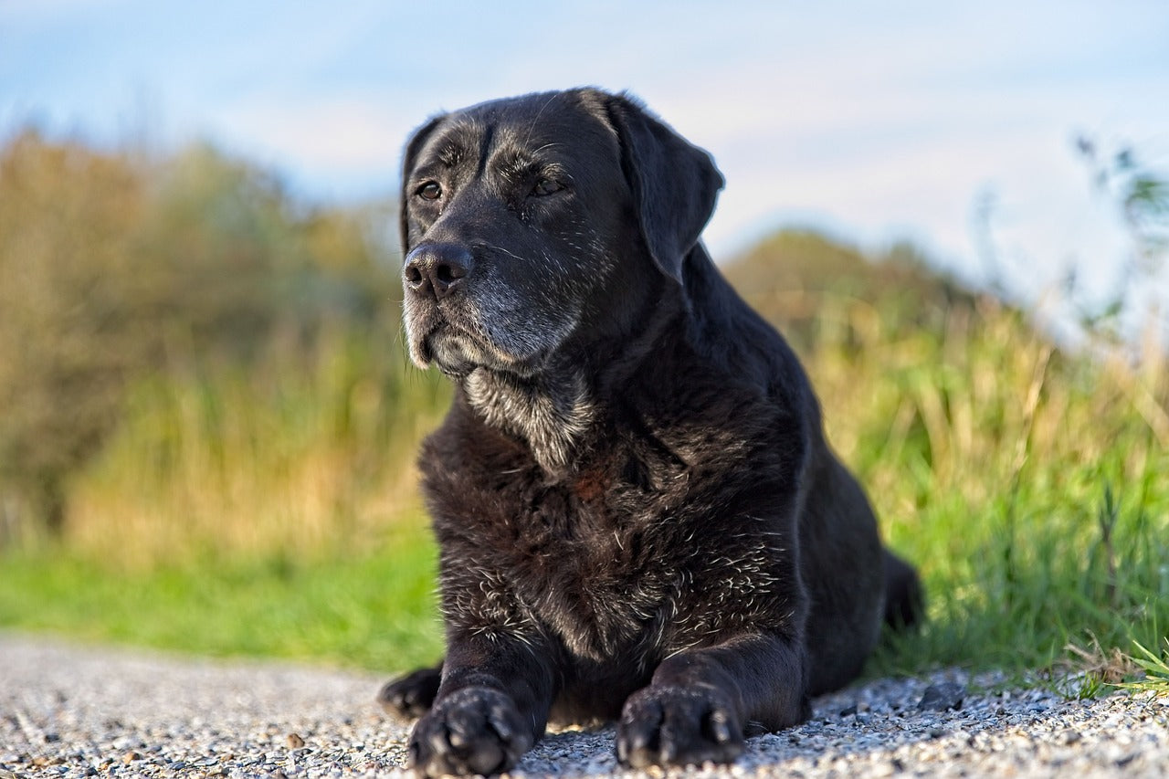 Articolazioni del cane: come prendersene cura